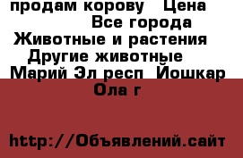 продам корову › Цена ­ 70 000 - Все города Животные и растения » Другие животные   . Марий Эл респ.,Йошкар-Ола г.